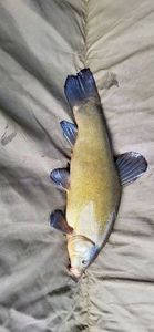 Tench