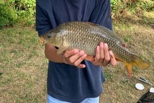 Common Carp