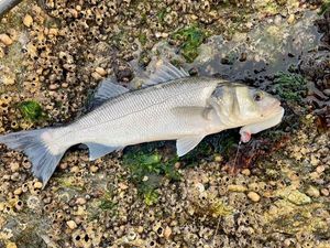European Bass (Seabass)