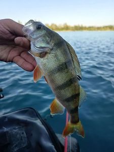 European Perch