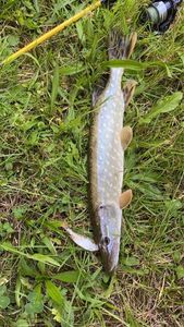 Northern Pike