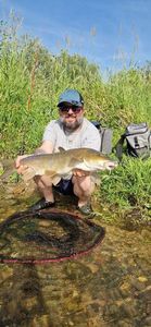 Barbel