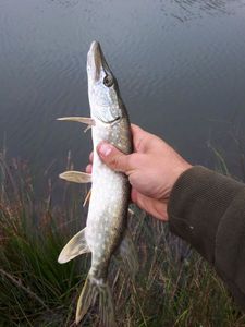 Northern Pike