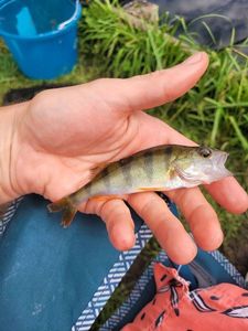 European Perch