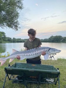 Sturgeon
