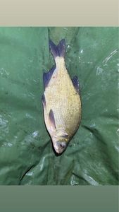 Common Bream