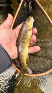 Brown Trout