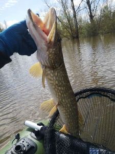 Northern Pike