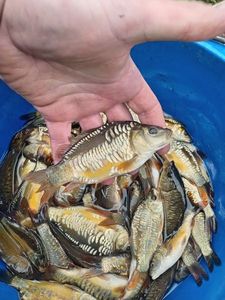 Mirror Carp