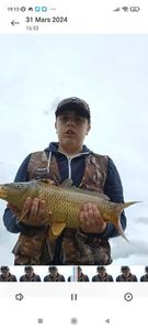 Common Carp