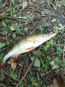 European Perch