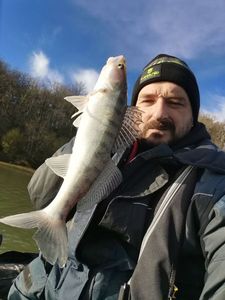Zander