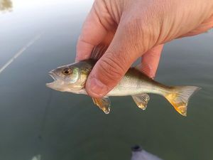 European Perch