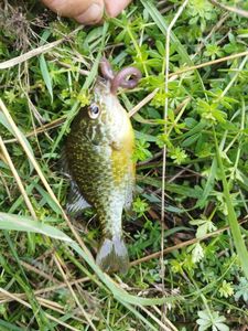 Pumpkinseed