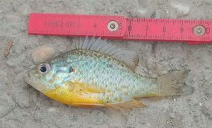 Green Sunfish