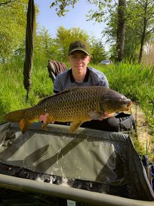 Common Carp