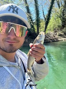 Chub