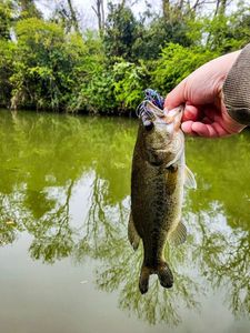 Largemouth Bass