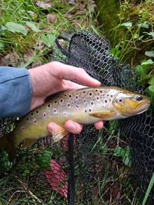 Brown Trout