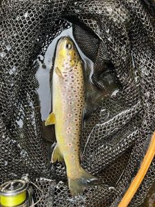 Brown Trout