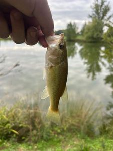 Largemouth Bass