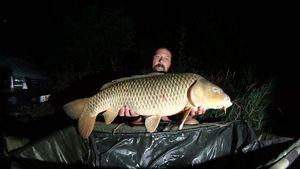 Common Carp