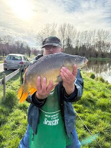 Common Carp