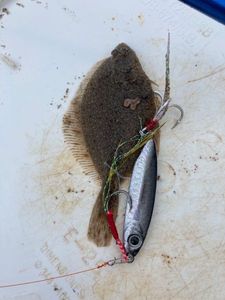 European Plaice