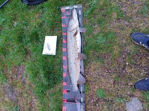 Northern Pike