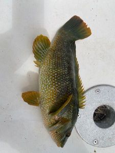 Ballan Wrasse