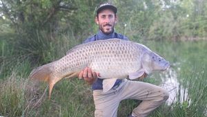 Common Carp