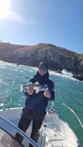 European Bass (Seabass)