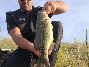 Largemouth Bass
