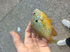 Green Sunfish