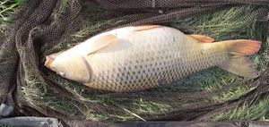 Common Carp
