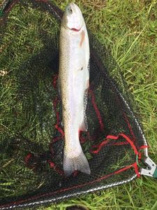 Rainbow Trout