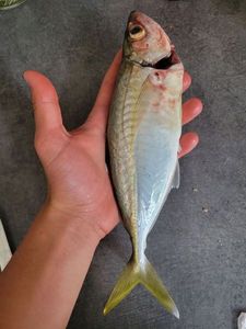 Cape Horse Mackerel