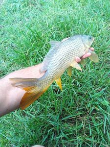 Common Carp