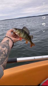 European Perch