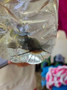 Black Bullhead
