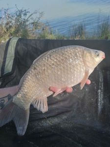 Crucian Carp