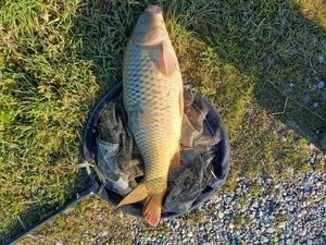 Common Carp