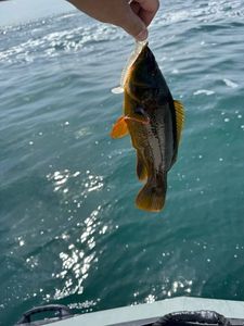 Ballan Wrasse