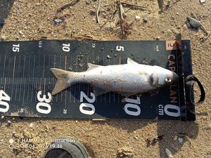 European Bass (Seabass)