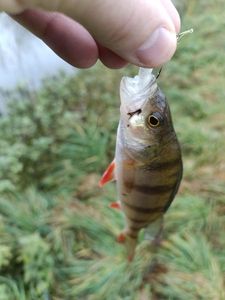European Perch