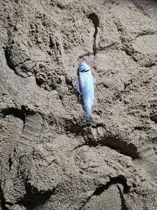 European Bass (Seabass)