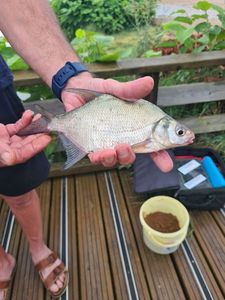 Common Bream
