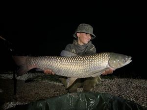 Grass Carp