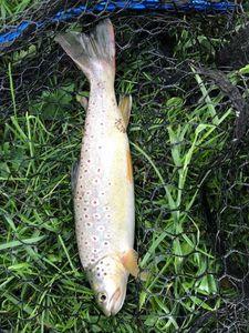 Brown Trout