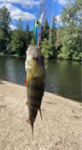 European Perch
